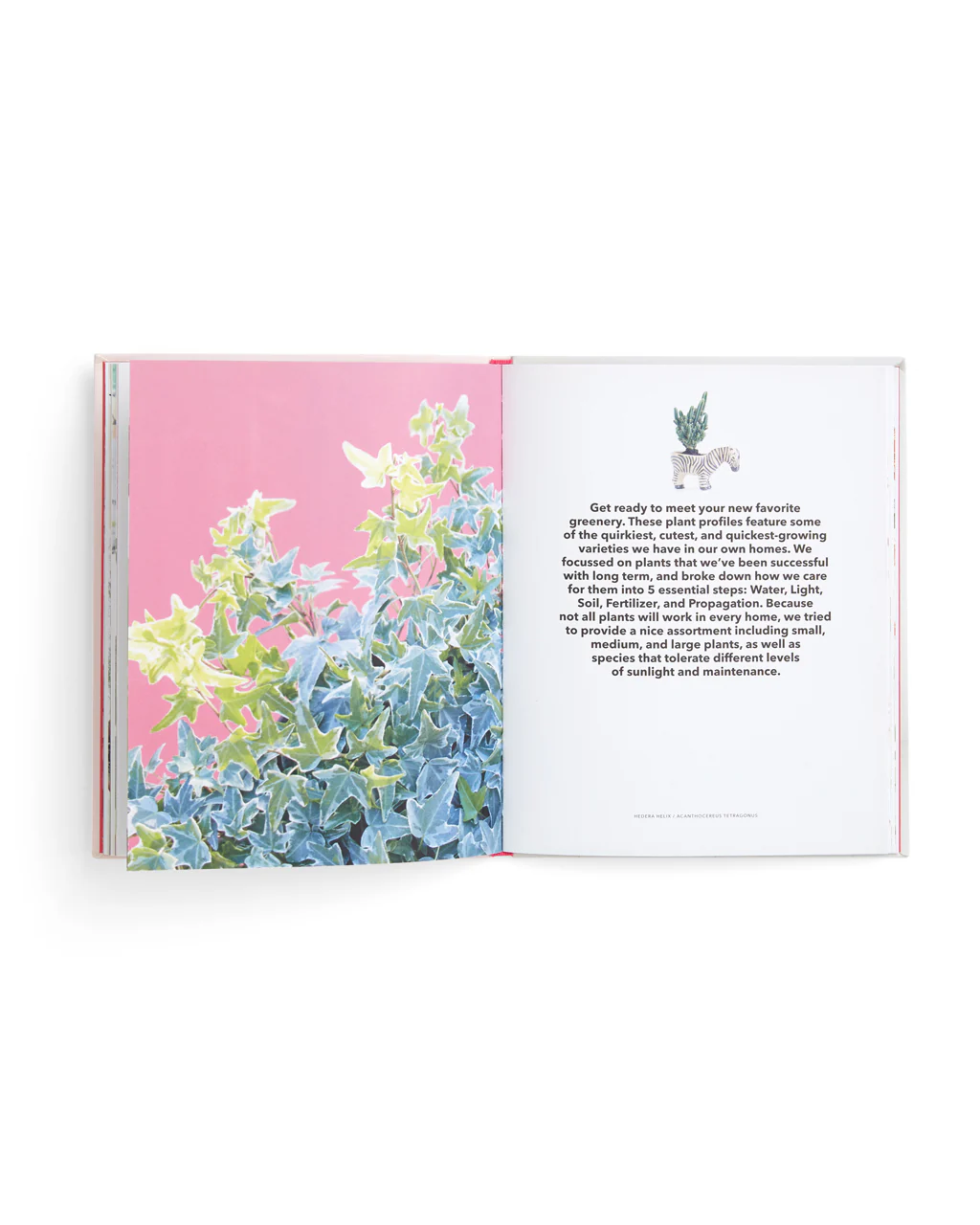 How to Raise a Plant and Make It Love You Back - Image 3