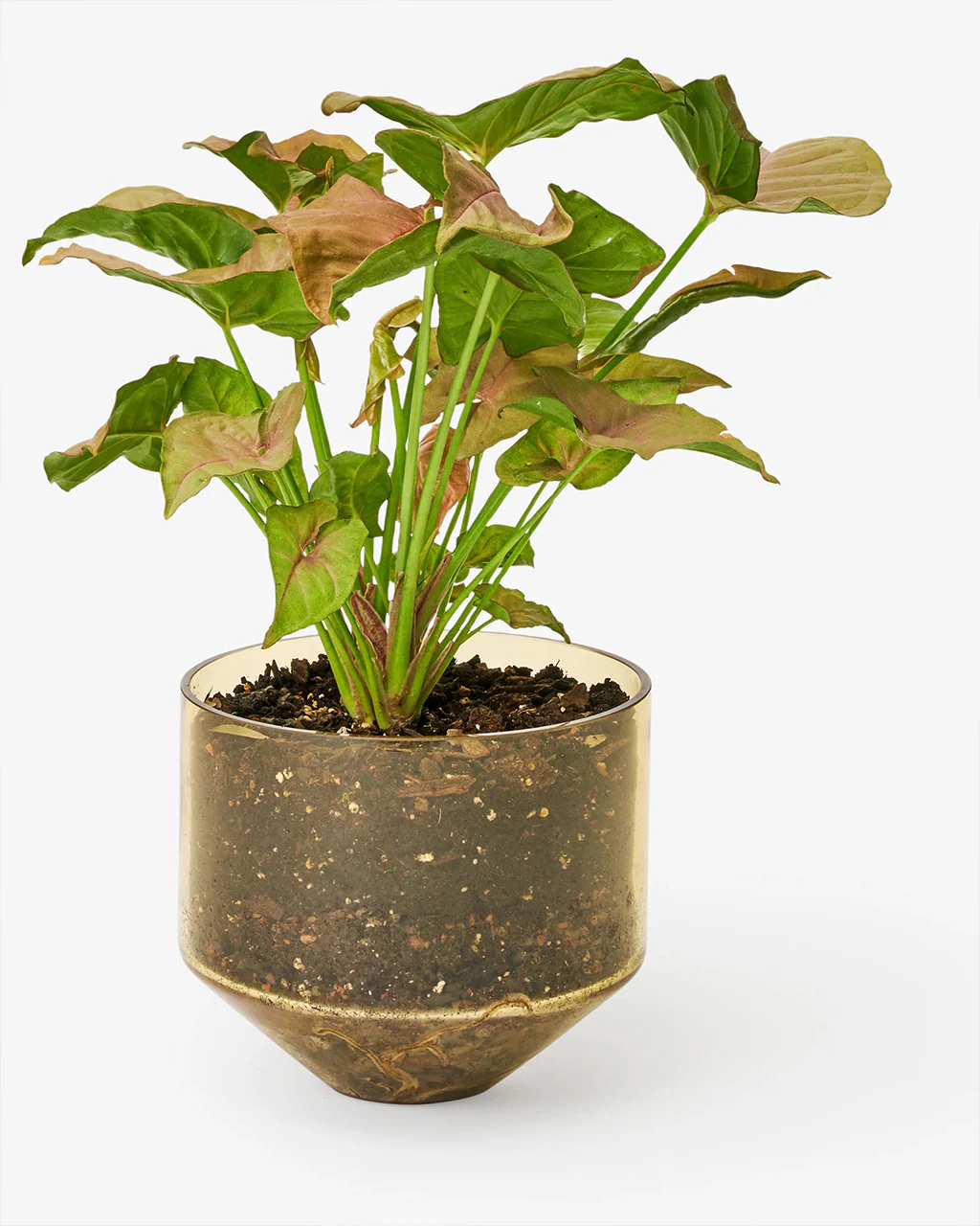 Model Three Planter - Amber - Image 3
